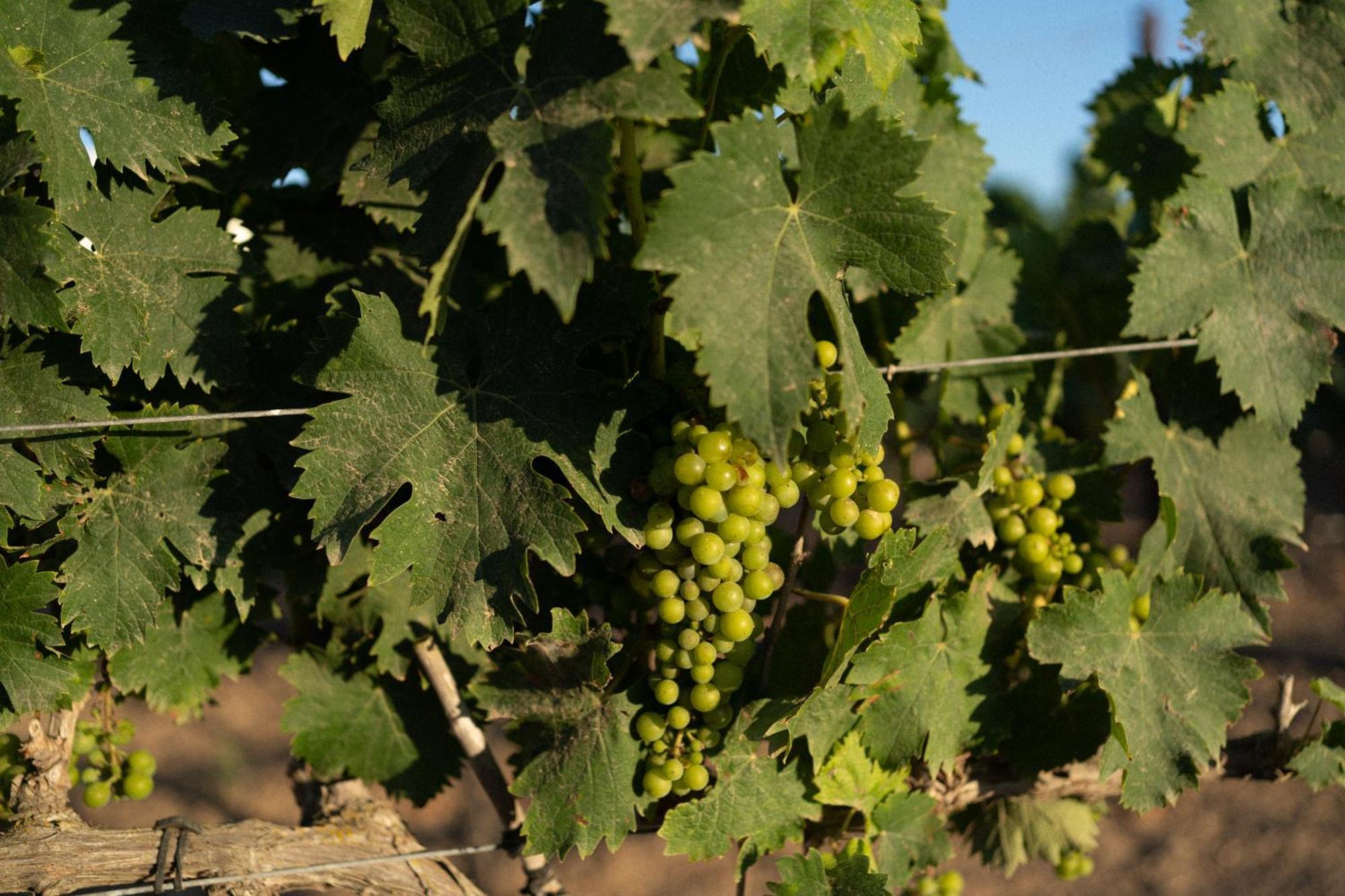 Vino Resort Son Amaret Сон-Масия Экстерьер фото
